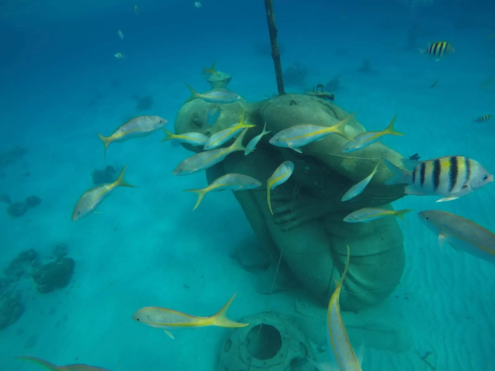Peces y corales durante el snorkel en Nassau